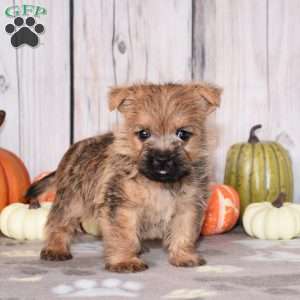 Nico, Cairn Terrier Puppy